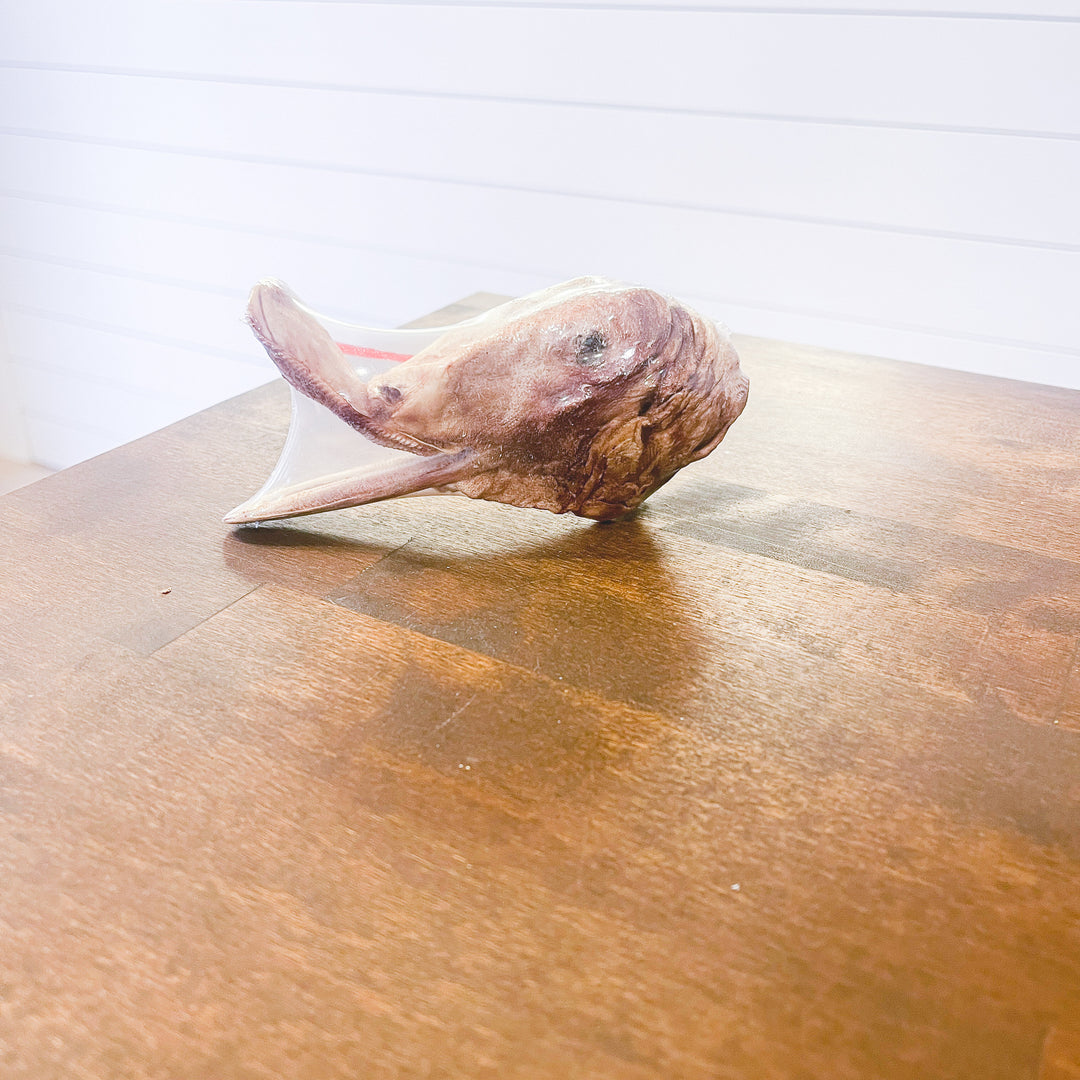 Duck Head